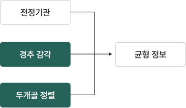 전정기관·경추 감각·두개골 정렬이 함께 균형 정보를 형성합니다