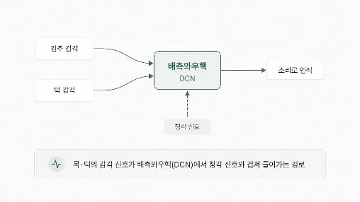 목·턱 감각과 배측와우핵 연결 도식